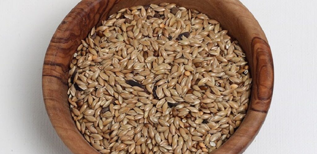 Is Canary Seed Good for Humans?