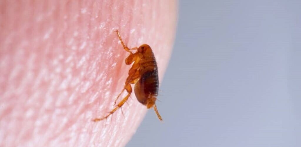 How Long Do Fleas Live?